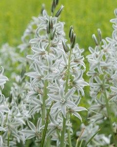 Ornithogalum nutans.jpg
